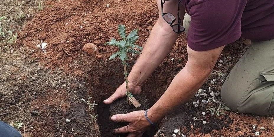 &Omicron;&Tau;&Alpha;&Nu; &Omicron;&Iota; &Rho;&Iota;&Zeta;&Epsilon;&Sigma; &Tau;&Alpha;&Xi;&Iota;&Delta;&Epsilon;&Upsilon;&Omicron;&Upsilon;&Nu;